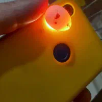 کفتر شکار|پرنده|اصفهان, محمودیه|دیوار