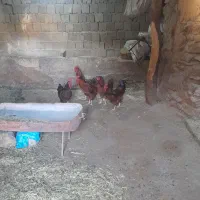 فروش ۶عدد خروس محلی|حیوانات مزرعه|سارال, |دیوار