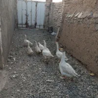 غاز نروماده|حیوانات مزرعه|قم, پردیسان|دیوار