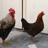 مرغ تخم‌گزار و خروس سرحال