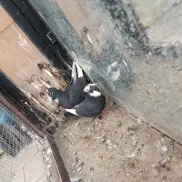 نر و ماده مینا سیاه کاکلی|پرنده|تربت‌حیدریه, پائین ولایت|دیوار