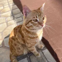 پیداشده