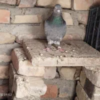 نر وماده پیور فروشی