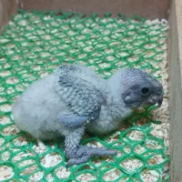 جوجه سرلاکی شاه طوطی  راهب سنگال|پرنده|مشهد, شهید قربانی|دیوار