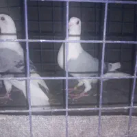 پلاکی‌ دوکت‌|پرنده|اصفهان, برازنده|دیوار