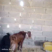 گوسفند|حیوانات مزرعه|دامن, |دیوار