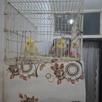 یک جفت عروس هلندی