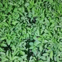 نهال گوجه محلی