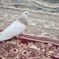 یک عدد کبوتر گرفتنی