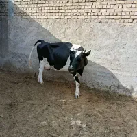 فروش گاو آبستن ۹ماه شکم دو