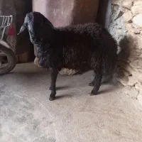 کاور بران جوان