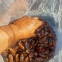 خرما|خوردنی و آشامیدنی|مشهد, کارمندان دوم|دیوار