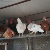 مرغ و خروس