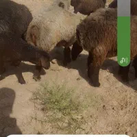 میش وبره قوچ بزوکهر