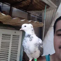 کبوتر‌گمشده