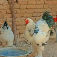 برهما فروش فوری