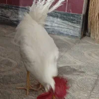 خروس
