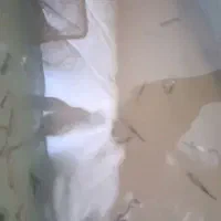 ماهی کپی ومولی ازیه هفته تامولد