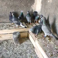 پلاکی اهوازی آلمانی