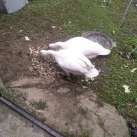 غازسفید دوتا|حیوانات مزرعه|تولم شهر, |دیوار