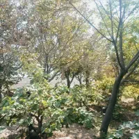 زمین-و-باغ