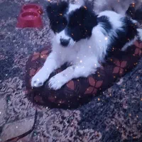 تعدادی سگ نژاد خوب و ارزونتر از همه جا فقط 1تومن