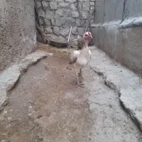 مرغ لاری جوان