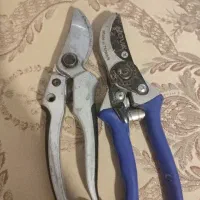 قیچی باغی سالم