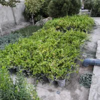 گل‌های ویلایی ، باغچه و محوطه