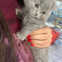 گربه