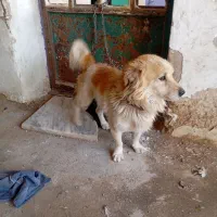 سگ پاکوتاه نر|سگ|خرم‌آباد, |دیوار