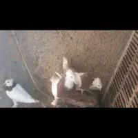 کبوتر|پرنده|ششده و قره بلاغ, |دیوار