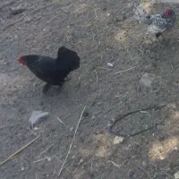 مرغ و خروس و غاز