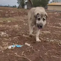 سگ پژدر|سگ|فشاپویه, |دیوار