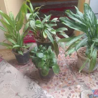 سلام  ۴ عدد گل سر حال سر سبز