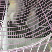 عروس جفت|پرنده|شهر ری, ظهیرآباد|دیوار