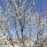 فروش باغ مرودشت