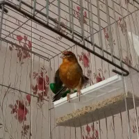 قناری نر سرخ رو به مستی|پرنده|شیراز, نصر|دیوار