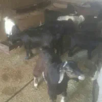 بزغاله نرو ماده چاق