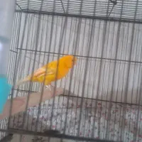 جفت قناری سوپری