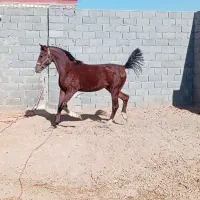 کره اسب نریون. قیمت توافقی