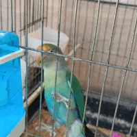 طوطی برزیلی