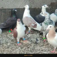 کفترا همه صیدبه شرط پرش
