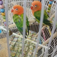 یک جفت طوطی برزیلی|پرنده|مشهد, بهارستان|دیوار