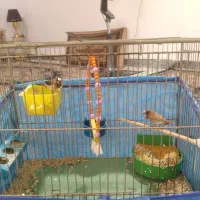 فنج بنگالی