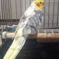 عروس هلندی نر سخنگو با قفس