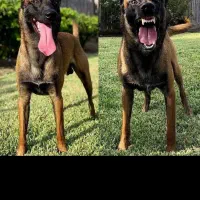 واگذاری مالینویزنر