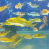 ماهی کوی چرمی|ماهی|اهواز, مهرشهر|دیوار