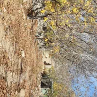 فروش زمین تجاری مسکونی در روستای سر سپیدار