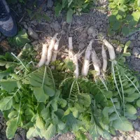 طرب سفید قرمز